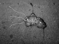 Luca Volpe, Creatures from the deep asphalt