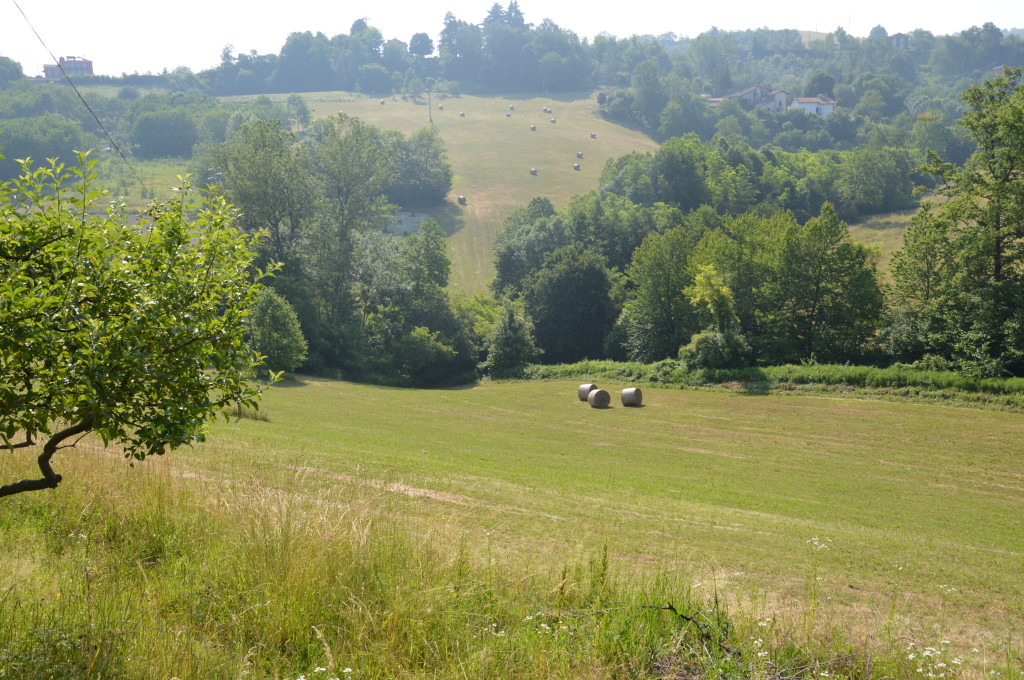 2 our meadow and beyond