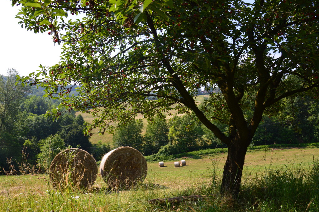 4 late hay, cherries