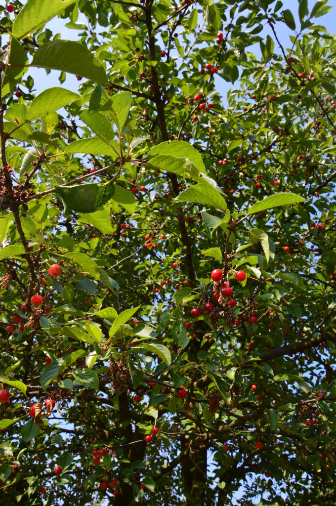 6 view from a tree