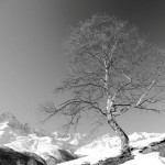 treeclimber