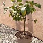 lemon-tree-apr-2020-ii