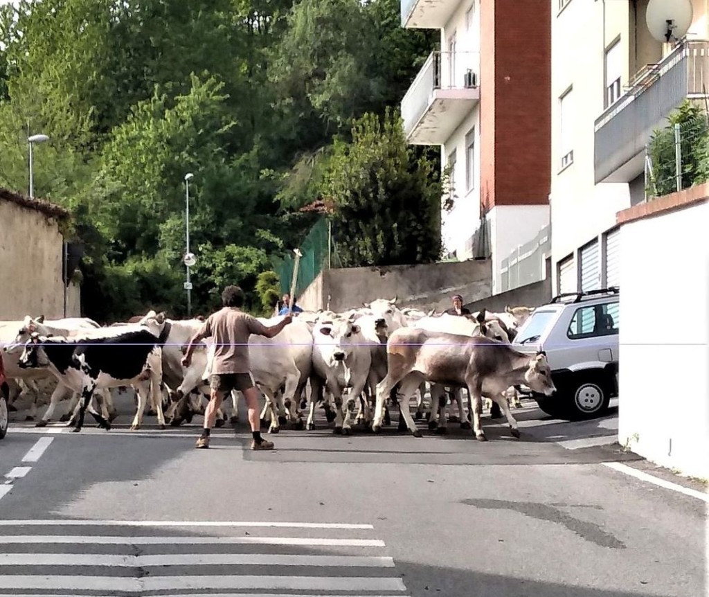 mucche-in-strada-ritag