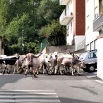 mucche-in-strada-ritag