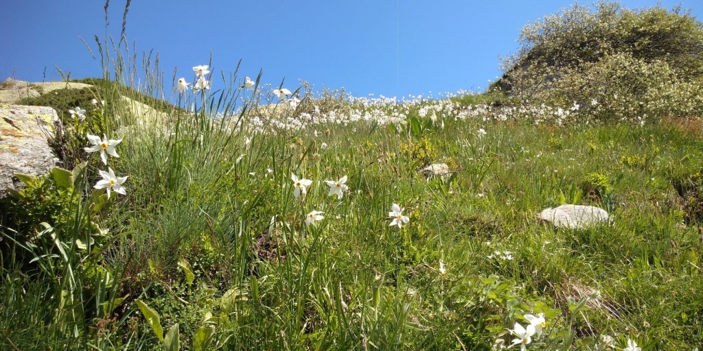 narcissi-val-ellero