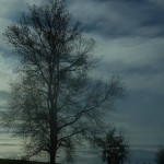 tree-eldar-akhadov