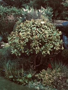 juvenile-magnolia
