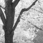 margaret_mccarthy_albero-project-poem-r