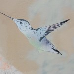 Immagine colibrì