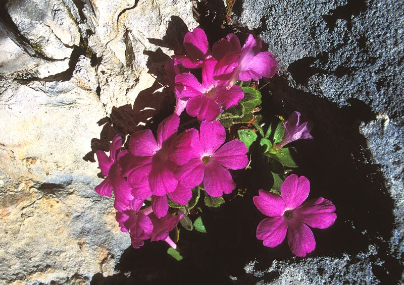 La bellissima ed endemica primula di Allioni che fiorisce sulle pareti calcaree del Parco delle Marittime.