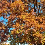 foto-poesie-autunno